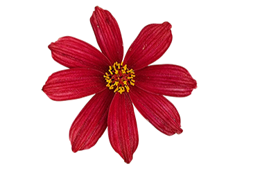 Coreopsis Rossana.png